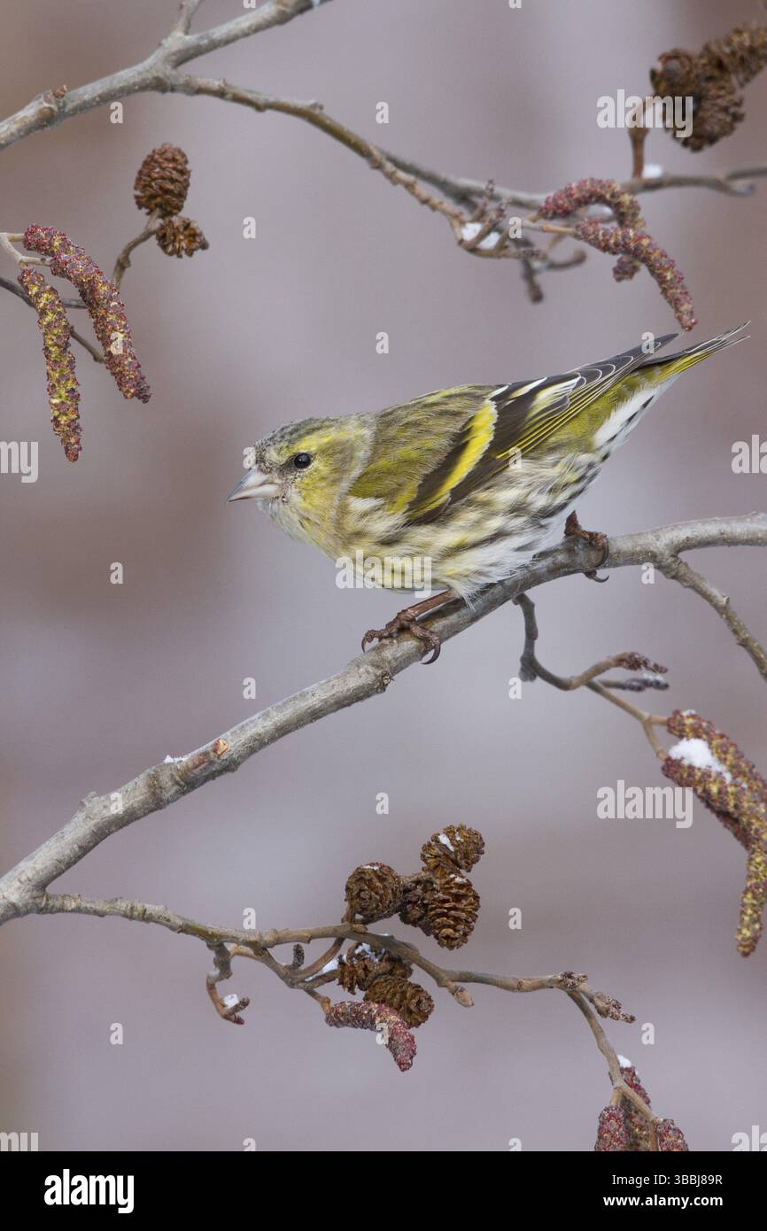 Eurasian Siskin (Spinus spinus) femelle, composé Gallen, Switzerland, Europe Banque D'Images