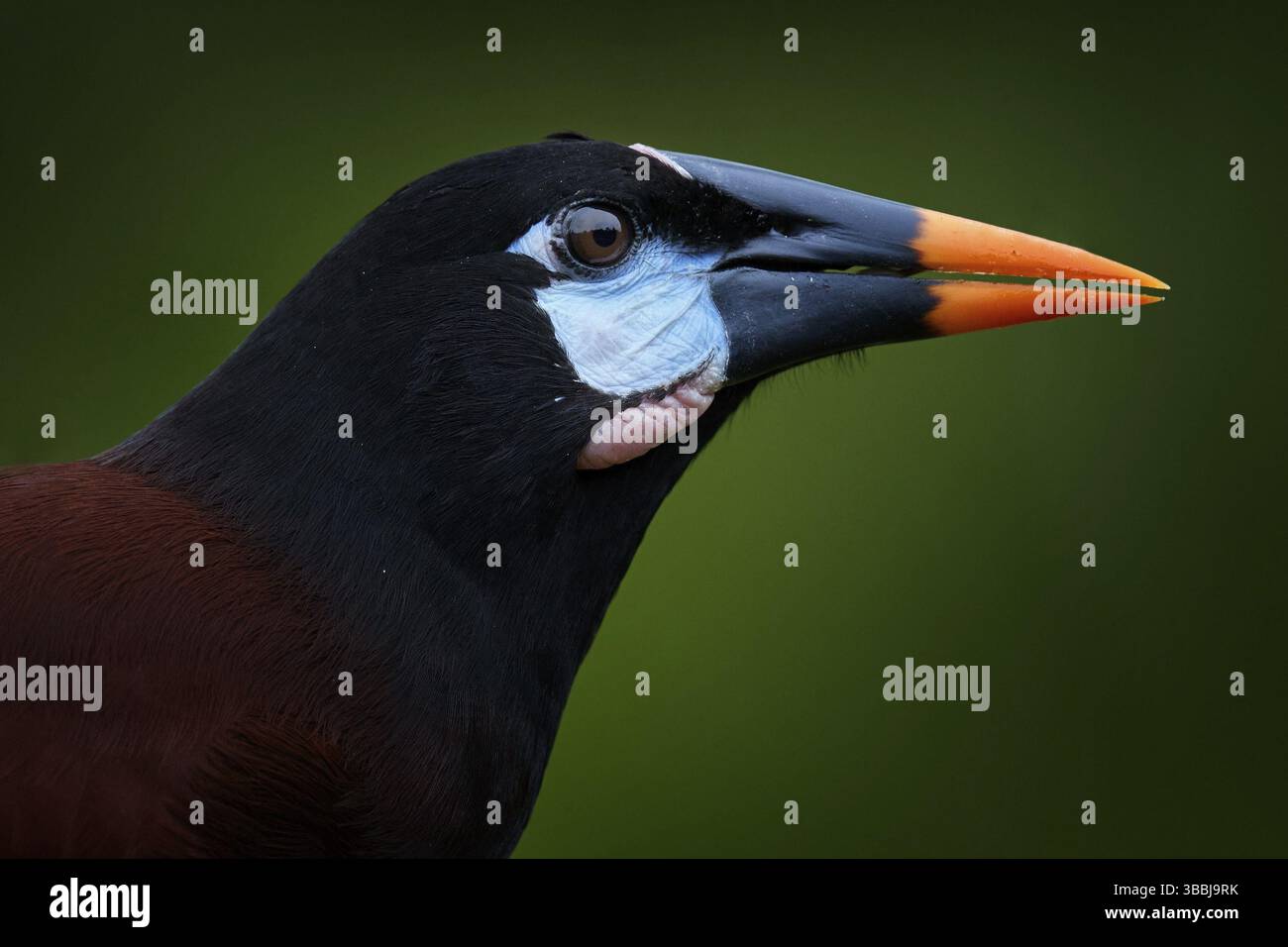 Mexique faune. Montezuma Oropendola, Psarocolius montezuma, portrait d'oiseau exotique du Mexique, marron avec tête noire et bec orange, vert clair Banque D'Images