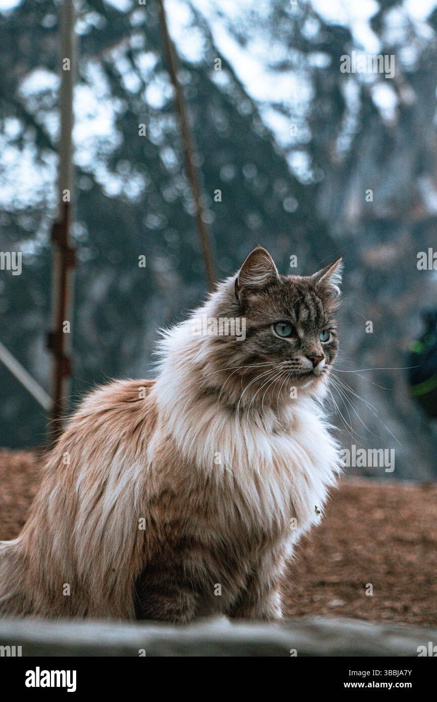 Chat gris et blanc moelleux assis attentivement à l'extérieur avec fond urbain et lumière naturelle douce. Banque D'Images