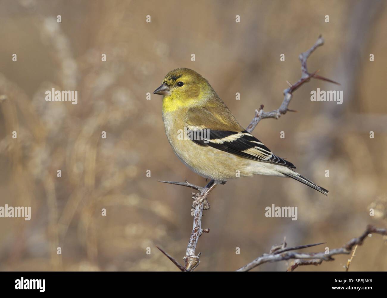 Goldfinch américain (Spinus tristis), Ohio, États-Unis, Amérique du Nord Banque D'Images