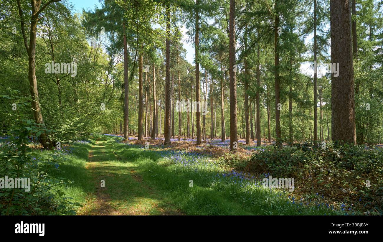Jacinthes dans un environnement boisé Banque D'Images