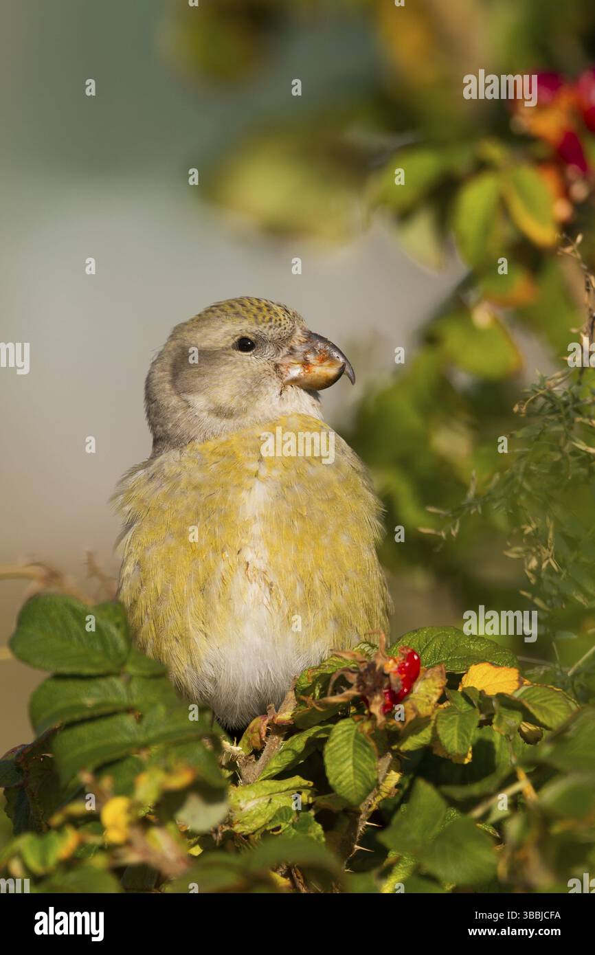 Parrot Crossbill Loxia pytyopsittacus - Kiefernkreuzschnabel - femelle, en Allemagne. Banque D'Images