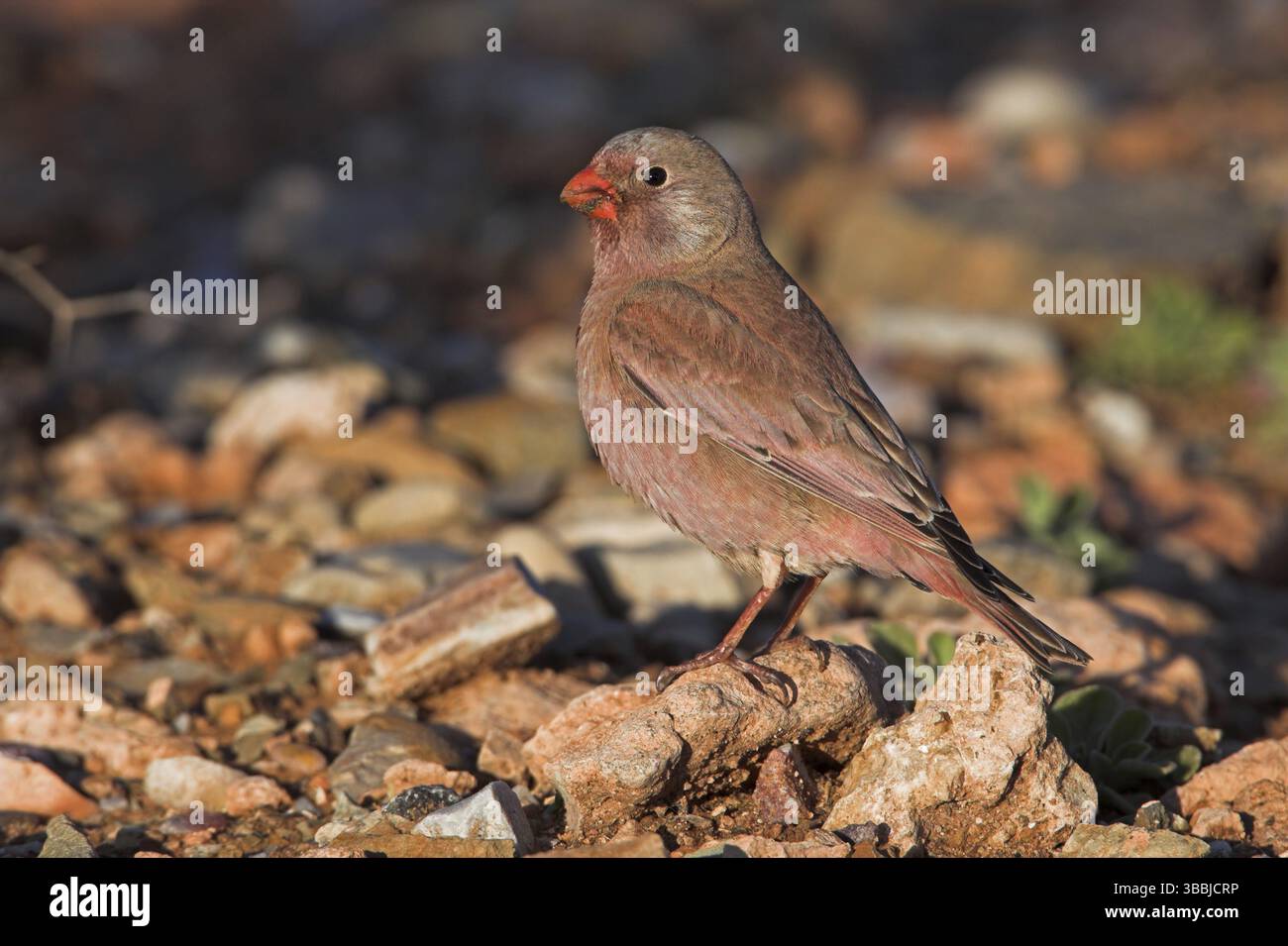 Finch trompettiste (Bucanetes githagineus) Banque D'Images