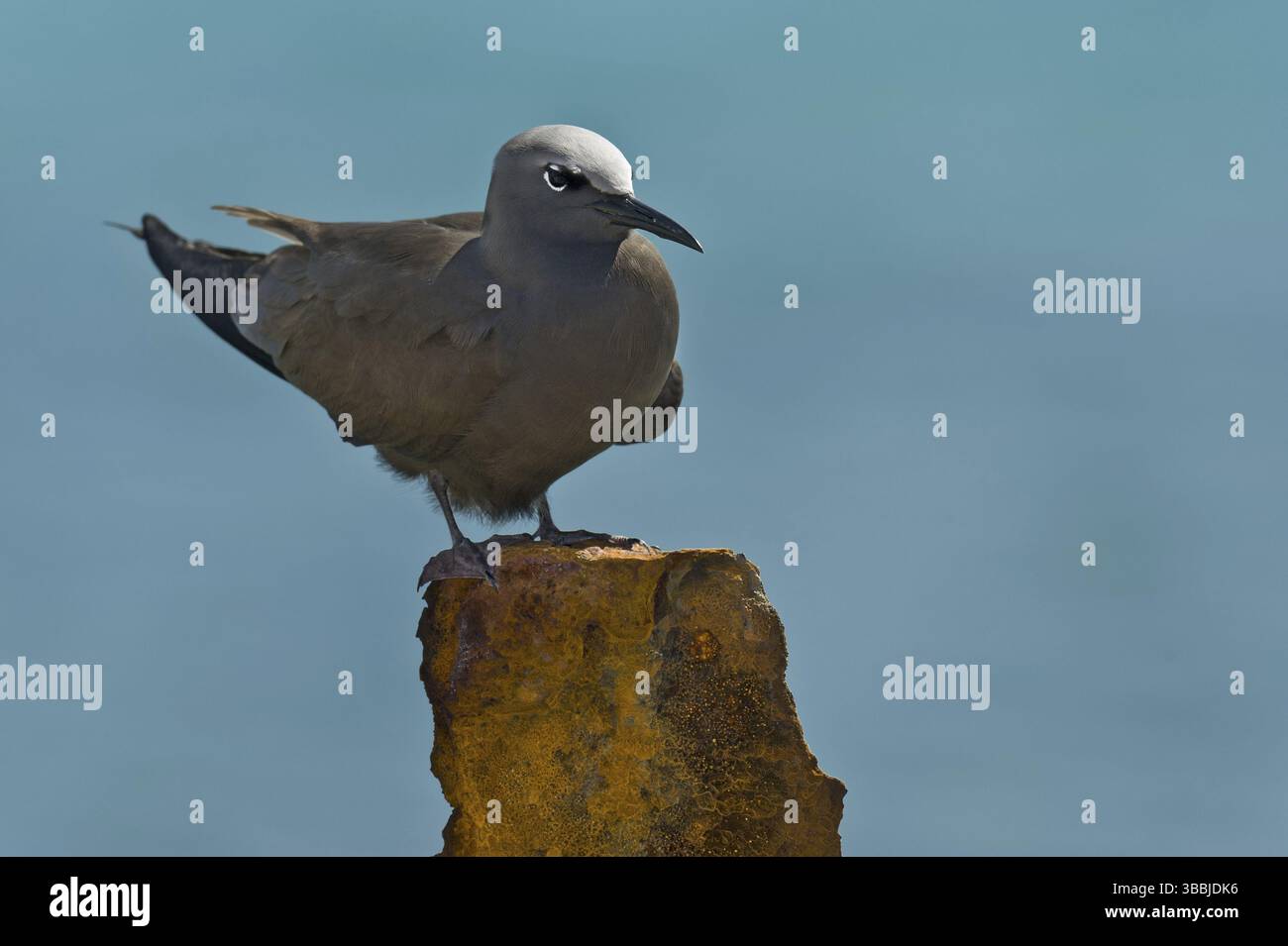 Brown Noddy (Anous stolidus), Hawaï, États-Unis, Amérique du Nord Banque D'Images