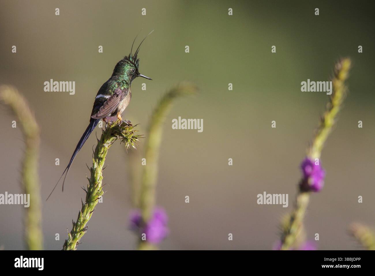 Popelairii (Popelairia popelairii) perchée sur une branche dans le parc national de Manu, au Pérou, en Amérique du Sud Banque D'Images