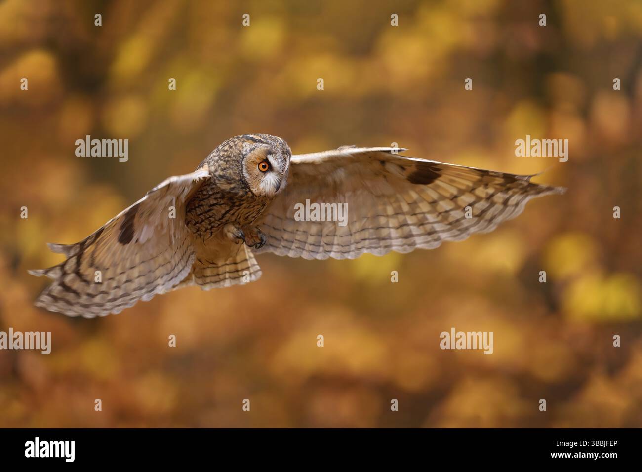 Nature automnale. Hibou dans la forêt orangée, feuilles jaunes. Chouette à longues oreilles avec feuilles de chêne orange en automne. Scène de la faune de la nature, Pologne, Europe Banque D'Images