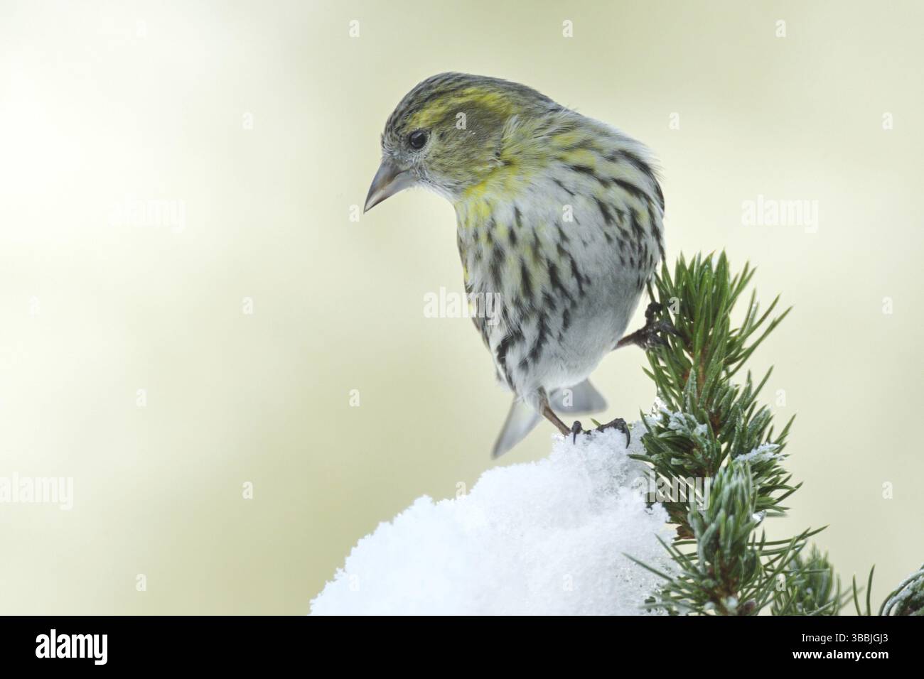 Femelle Siskin eurasien (Spinus spinus), Rhénanie du Nord-Westphalie, Allemagne, Europe Banque D'Images