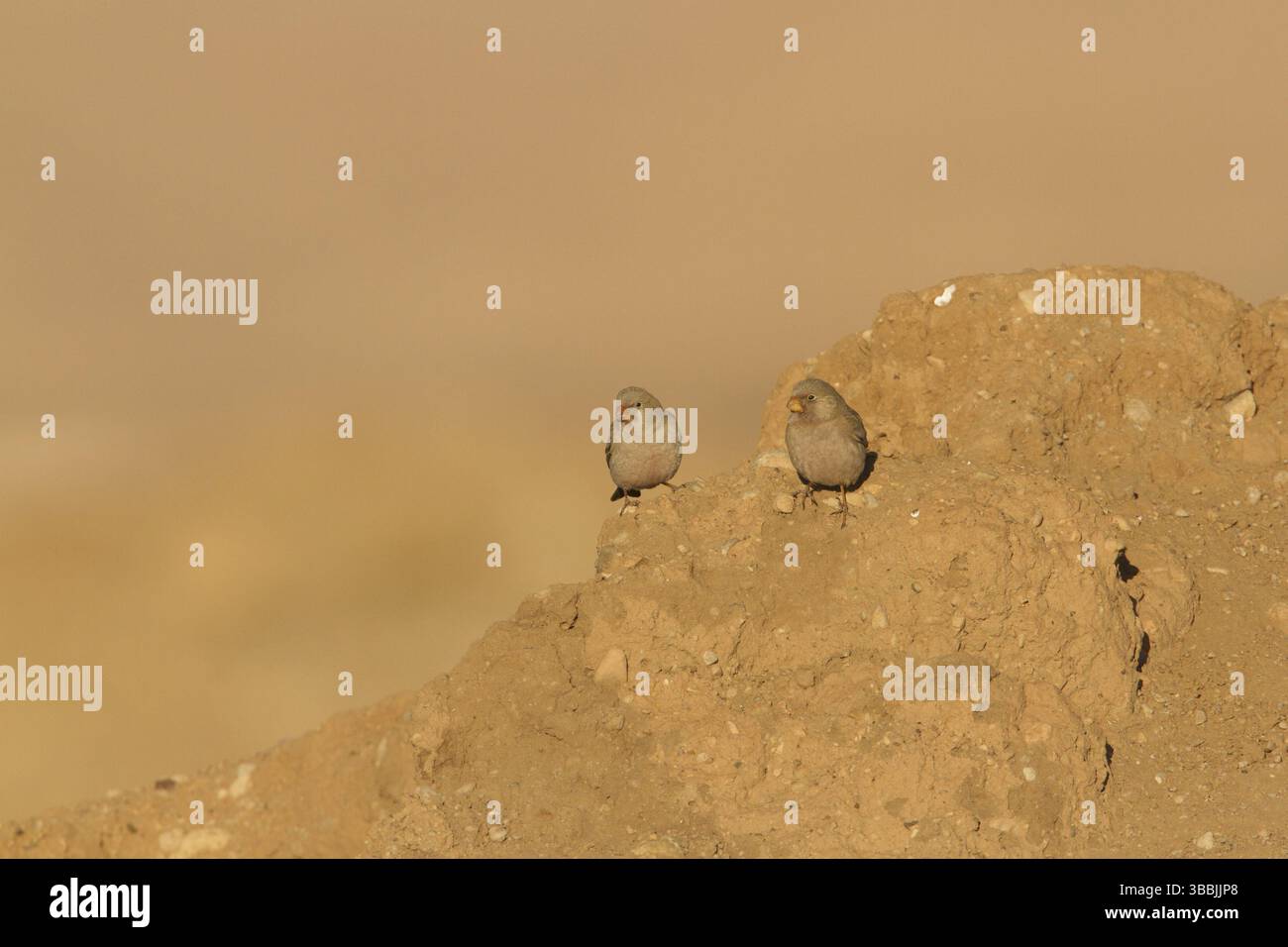 Finch trompettiste (Bucanetes githagineus), Maroc, Afrique Banque D'Images