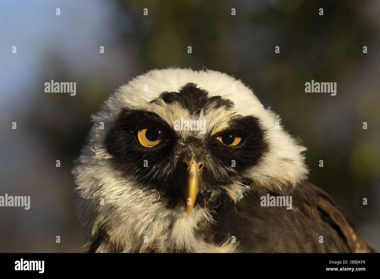 Chouette à lunettes (Pulsatrix perspicillata) captive, juvénile, Allemagne, Europe Banque D'Images