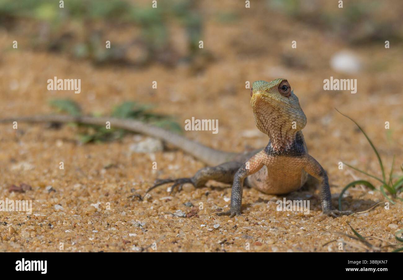 Lézard de jardin oriental (Calotes versicolor) adulte gros plan, Sri Lanka, Asie Banque D'Images