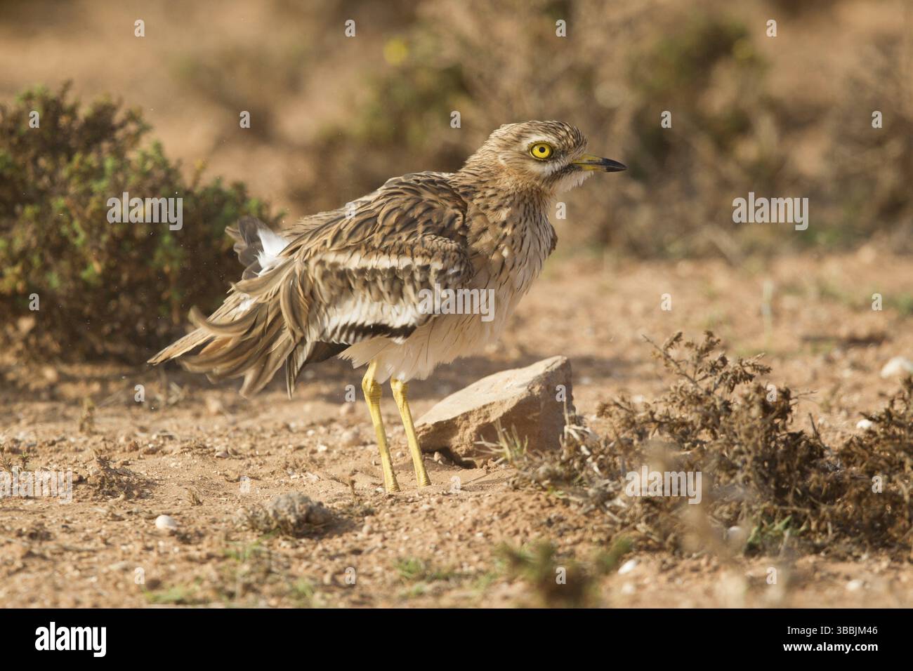 Courlis de pierre eurasien (Burhinus oedicnemus), Maroc, Afrique Banque D'Images