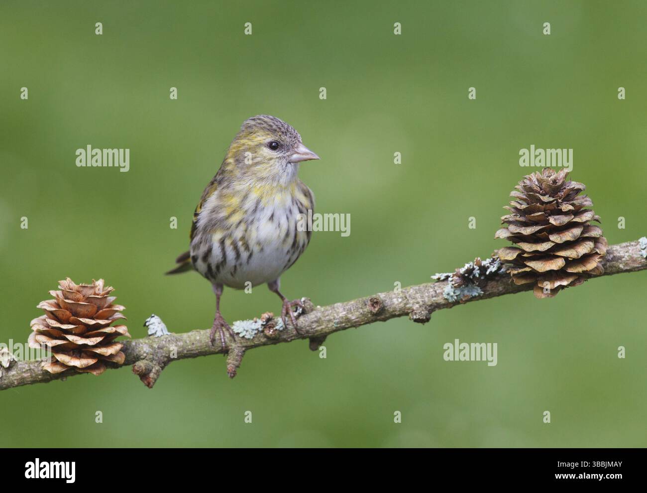 Carduelis spinus Banque D'Images