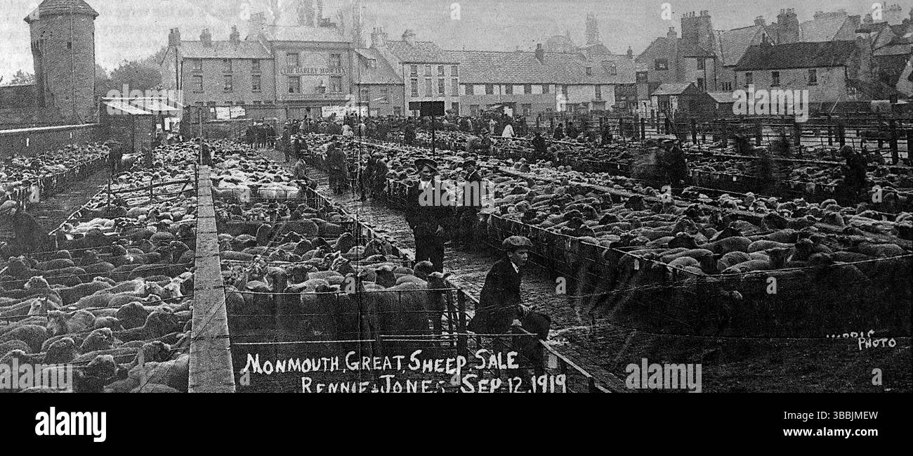 Une vue grand angle, probablement publiée dans un journal, montrant la vente de moutons de Monmouth, le 12 septembre 1919, dans le Monmouthshire, pays de Galles. Les commissaires-priseurs Rennie & Jones ont été impliqués dans la vente de 70 brebis mouchetées et 60 agneaux croisés Kerry, ainsi que d'autres animaux d'élevage et de matériel agricole. Extrait d'un album victorien et édouardien qui semble avoir été compilé par une personne anonyme. Banque D'Images