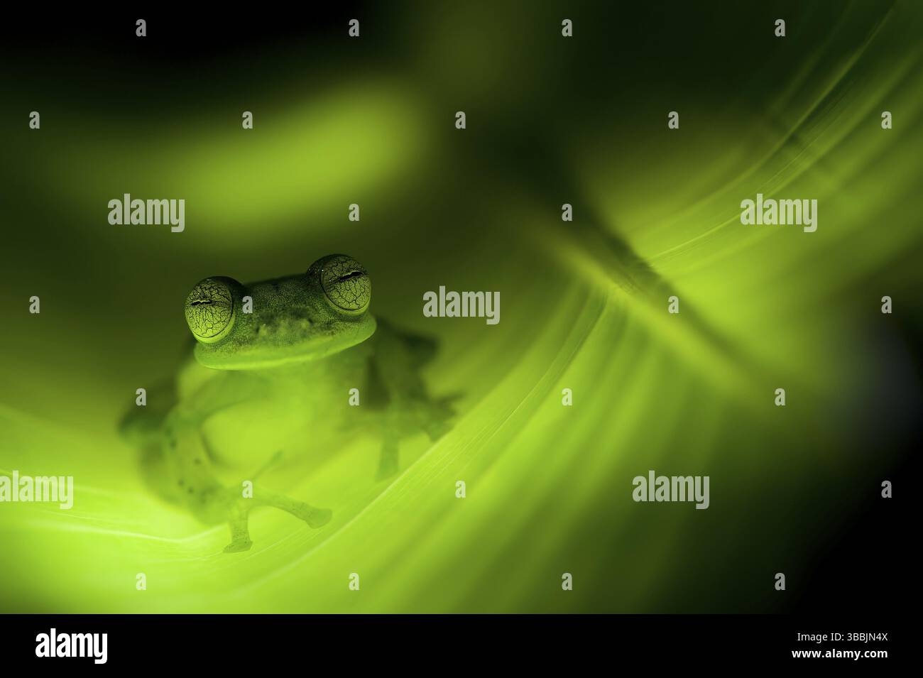 Grenouille en verre émeraude (Centrolenella prosoblepon) sur une feuille d'Heliconia. J'ai pris cette image de cette grenouille nocturne étonnante la nuit dans une forêt de nuages sur th Banque D'Images