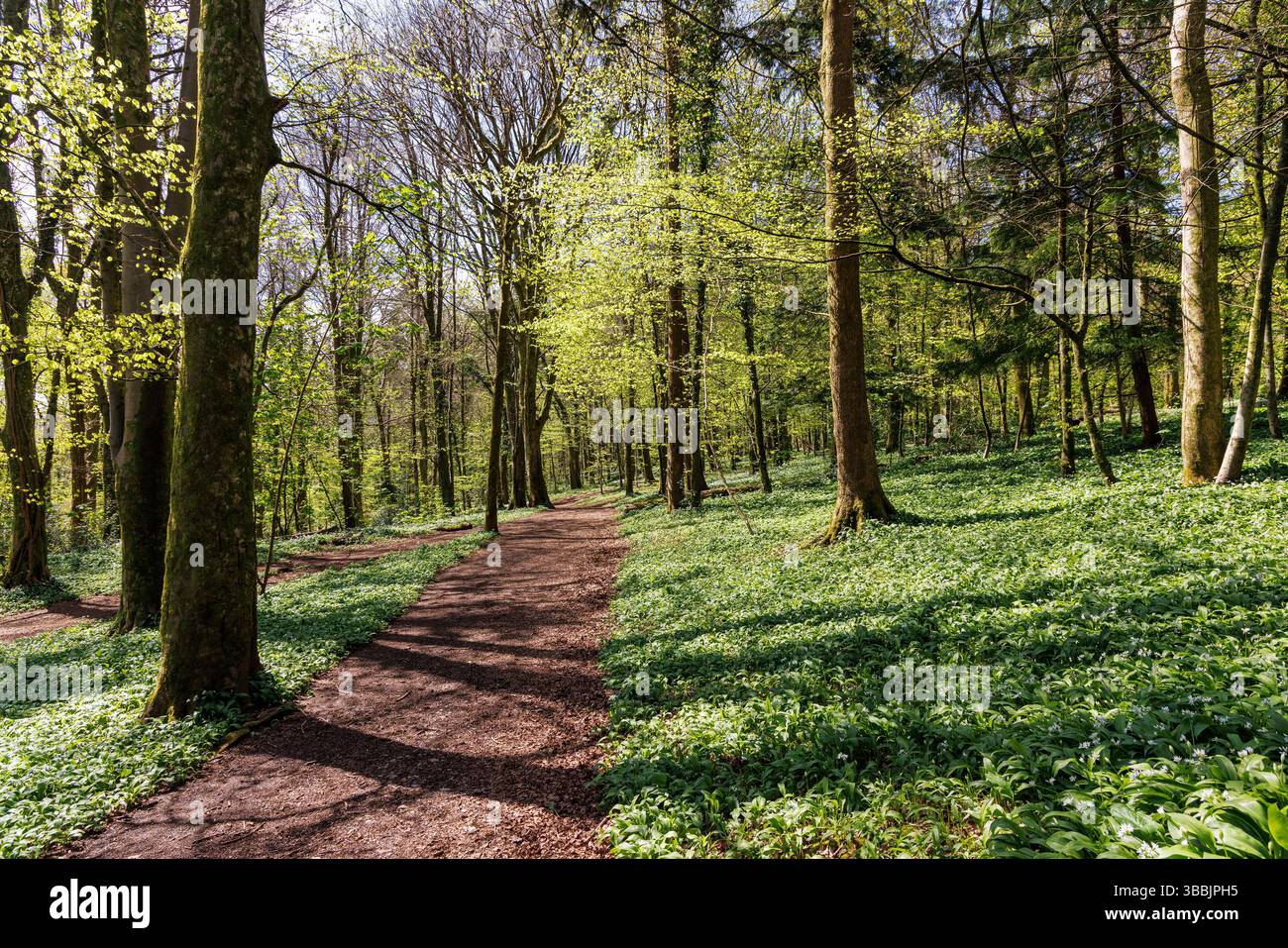 Sentier à travers les arbres et l'ail sauvage, Allium ursinum, Castell COCH, Cardiff, pays de Galles, ROYAUME-UNI Banque D'Images