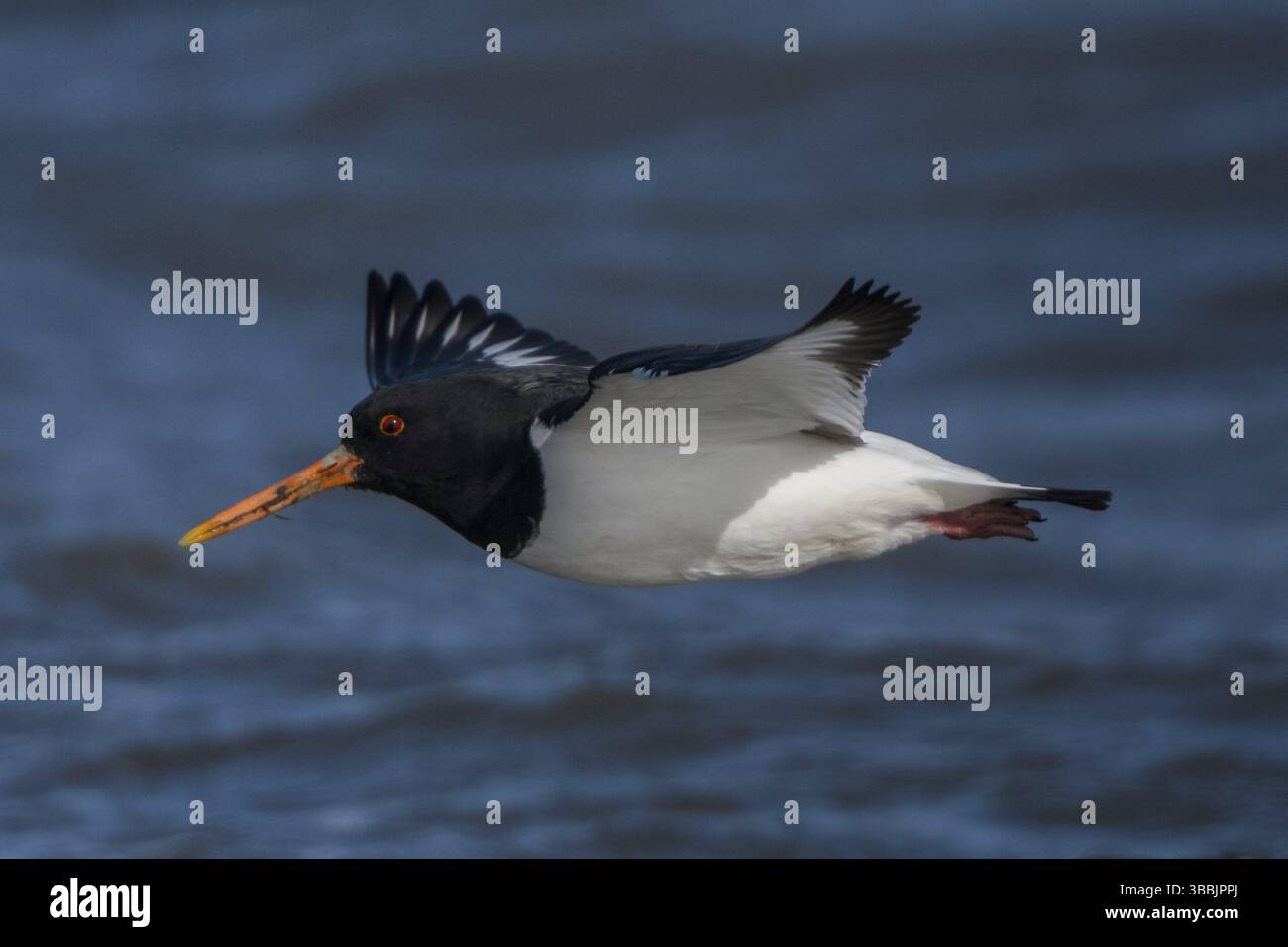 Oystercatcher eurasien (Haematopus ostralegus) volant, Schleswig-Holstein, Allemagne, Europe Banque D'Images