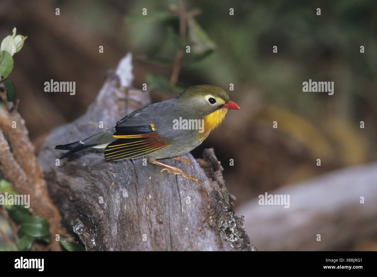 Leiothrix à bec rouge, Leiothrix lutea Banque D'Images
