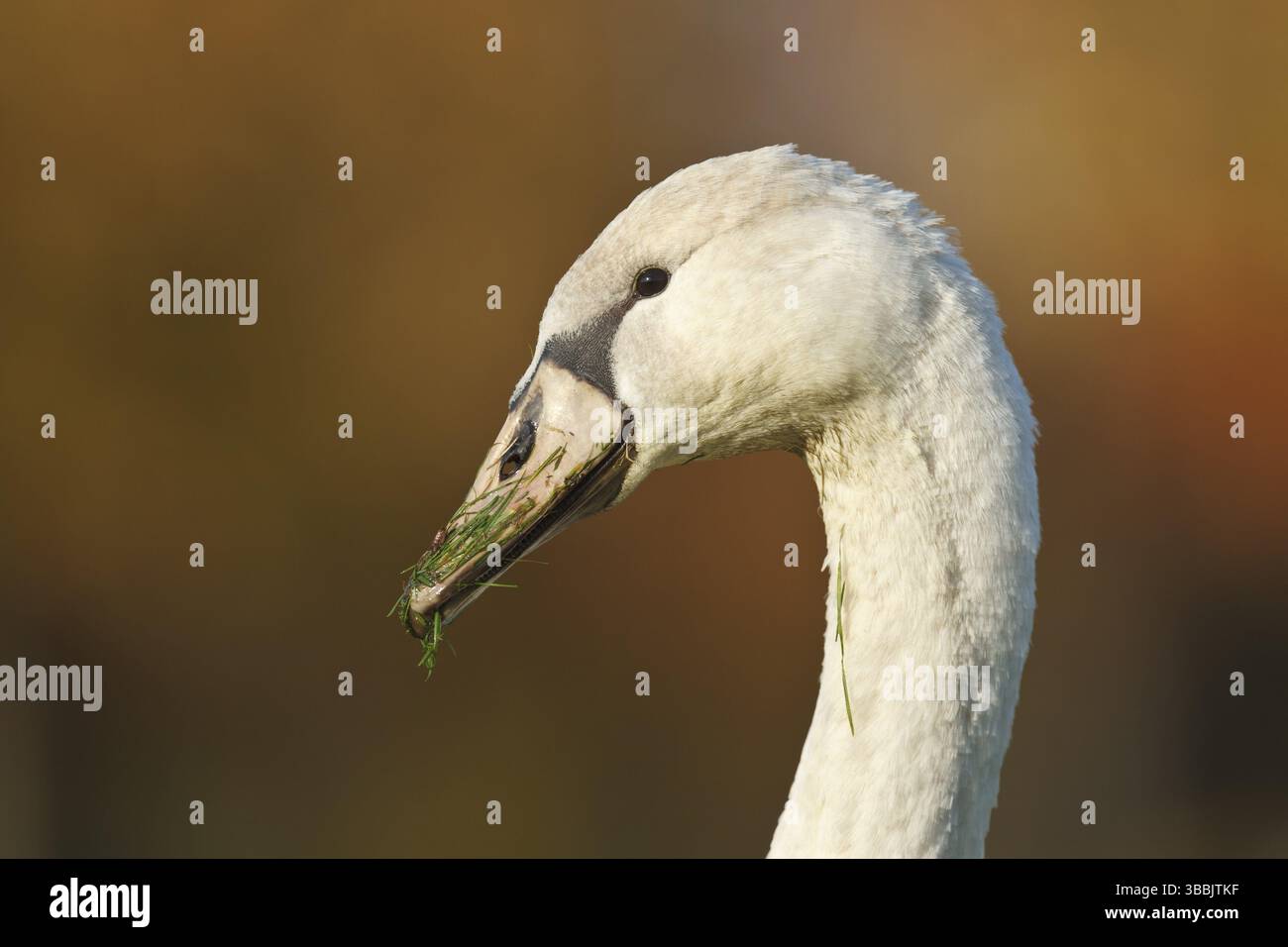 Cygne muet (Cygnus olor) juvénile, Rhénanie-Palatinat, Allemagne, Europe Banque D'Images