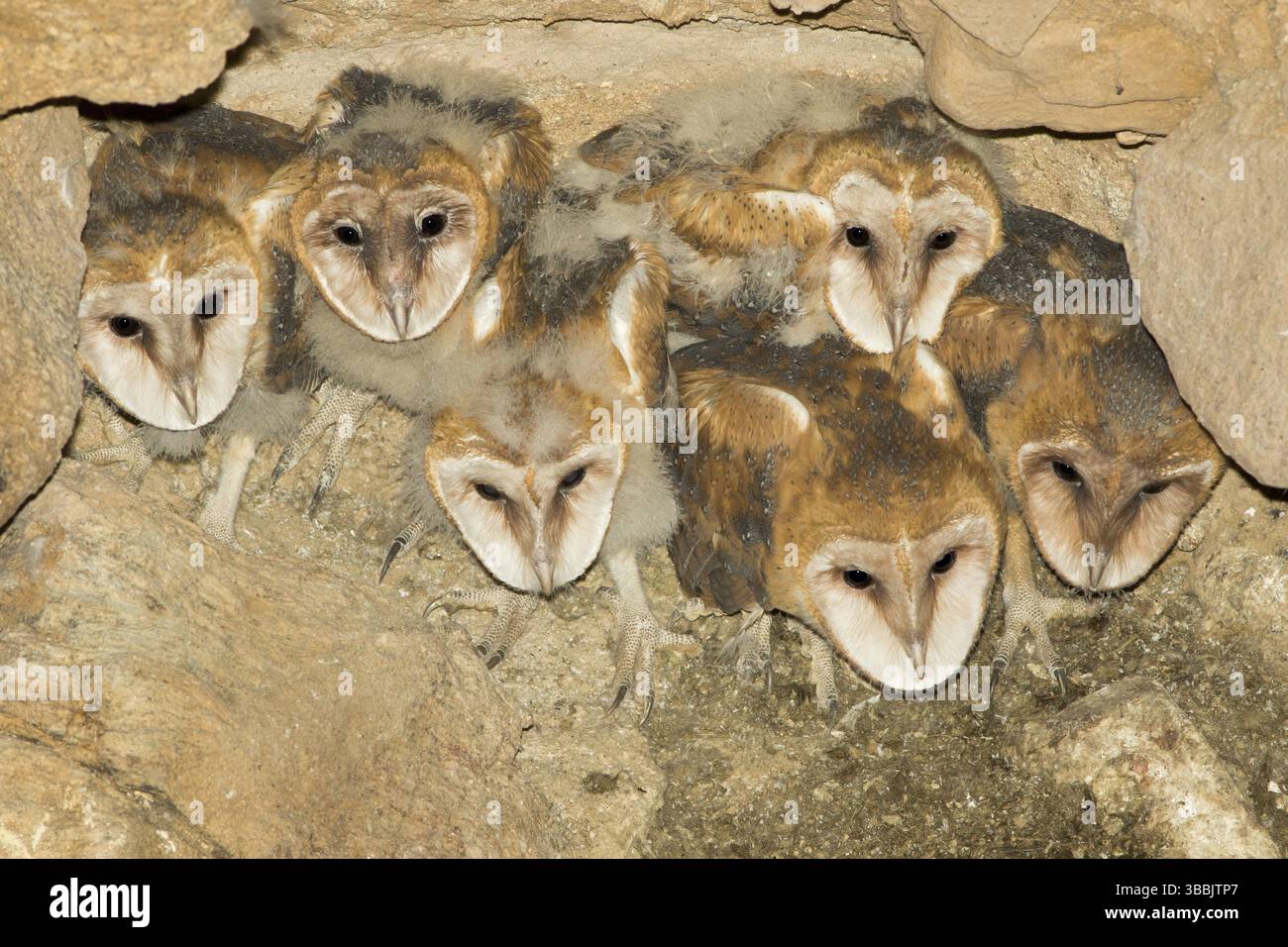 Barn Owl Tyto alba Tucson, comté de Pima, Arizona, États-Unis 15 mai 2017 immatures sur le nid dans un puits de mine abandonné. Tytonidae Banque D'Images