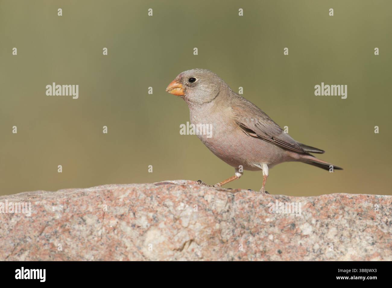 Finch trompettiste (Bucanetes githagineus) mâle, Eilat, Israël, Asie Banque D'Images