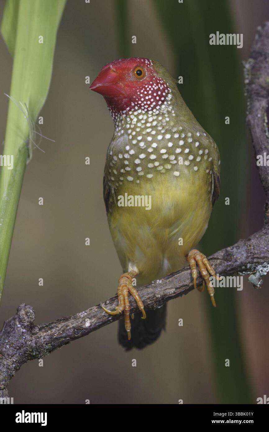 Star Finch (Neochmia ruficauda) Banque D'Images