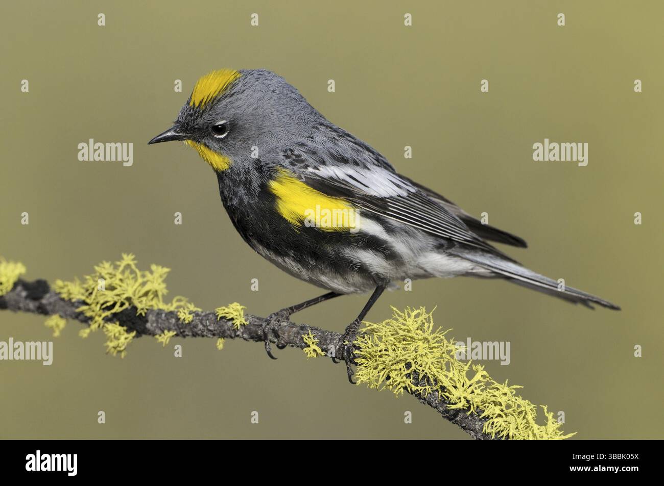 Paruline d'Audubon (Setophaga auduboni), Oregon, États-Unis, Amérique du Nord Banque D'Images