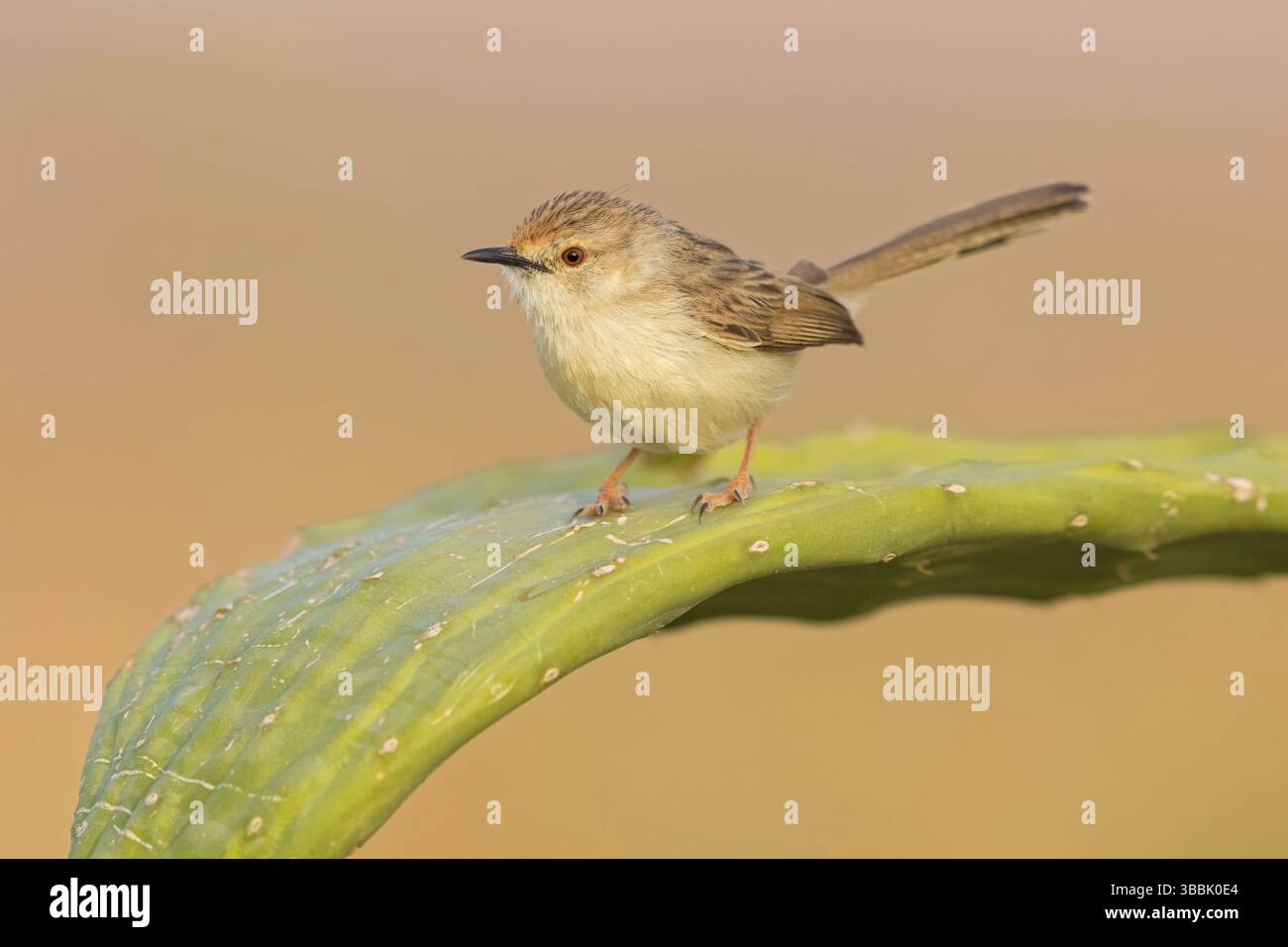 Streifenprinie, Paruline gracieuse, Prinia gracieuse, Prinia gracilis, Prinia gracile, Alzacola Gracil Banque D'Images