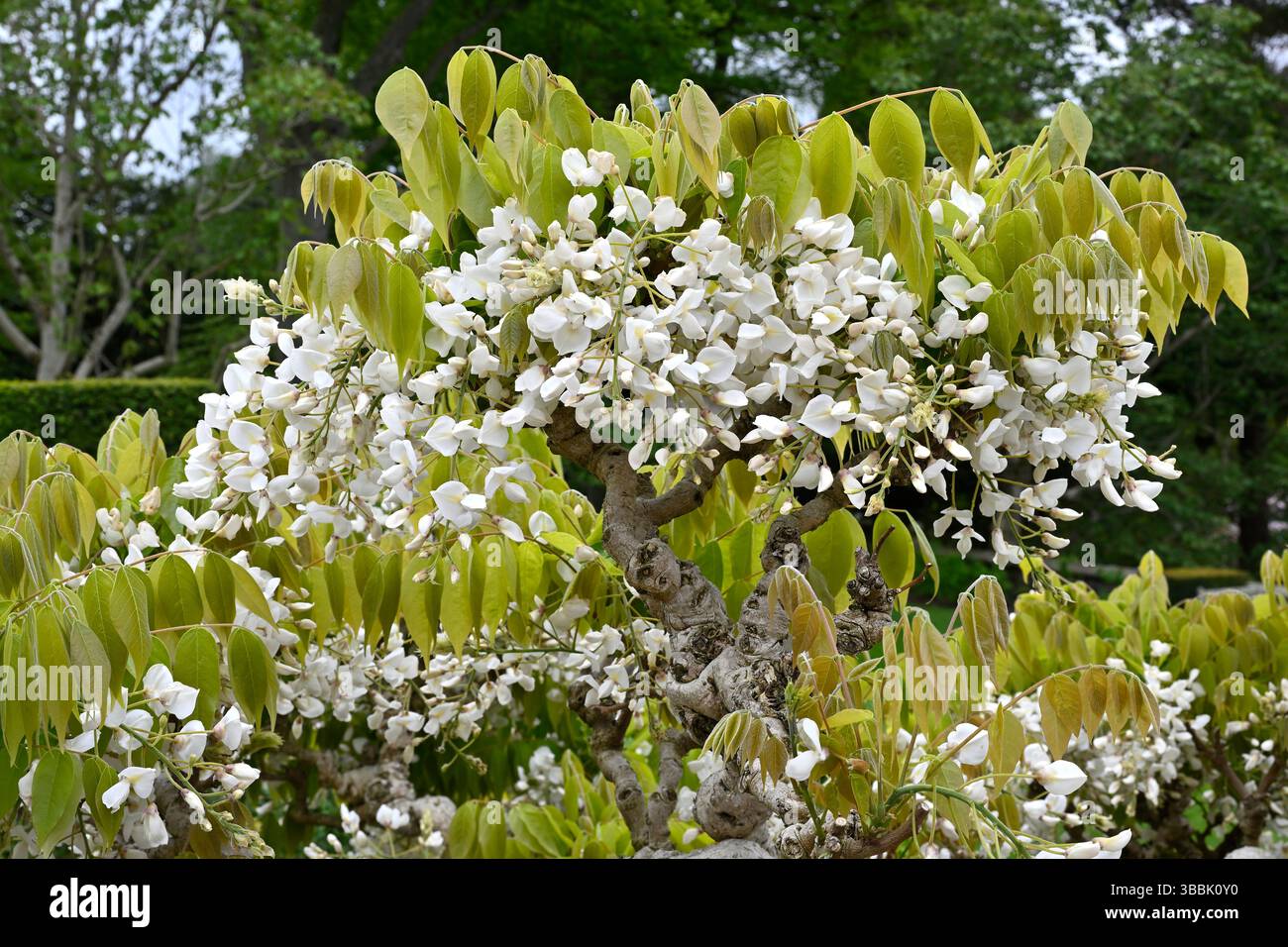 Fleurs de printemps blanches de Wisteria brachybotrys F. albiflora 'Shiro-kapitan' UK jardin mai Banque D'Images