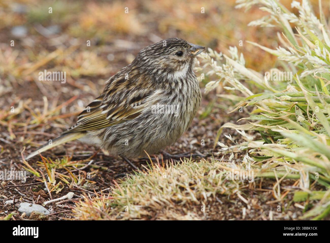 Finch à brides blanches (Melanodera melanodera) femelle, Îles Falkland, Amérique du Sud Banque D'Images