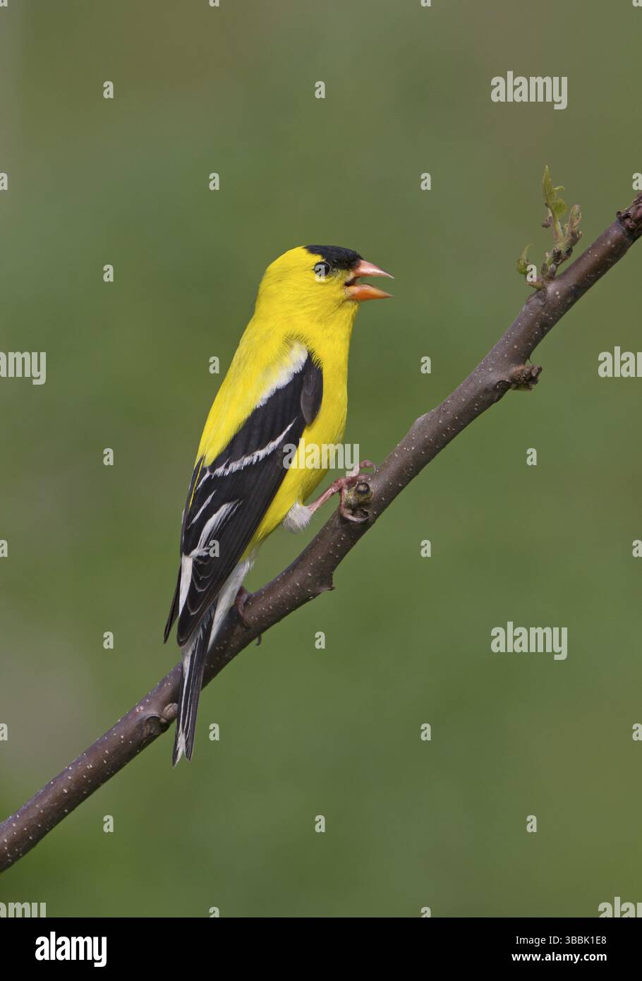 American Goldfinch, homme Banque D'Images