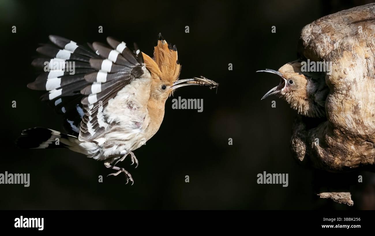Hoopoe eurasien (Upupa epops) nourrissant les juvéniles dans la cavité de reproduction, Saxe-Anhalt, Allemagne, Europe Banque D'Images