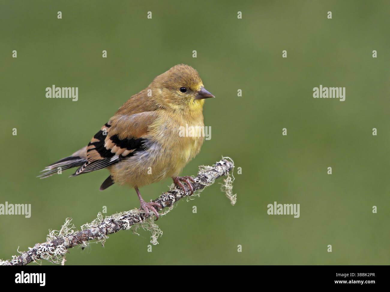 Goldfinch américain (Spinus tristis), Saskatchewan, Canada, Amérique du Nord Banque D'Images