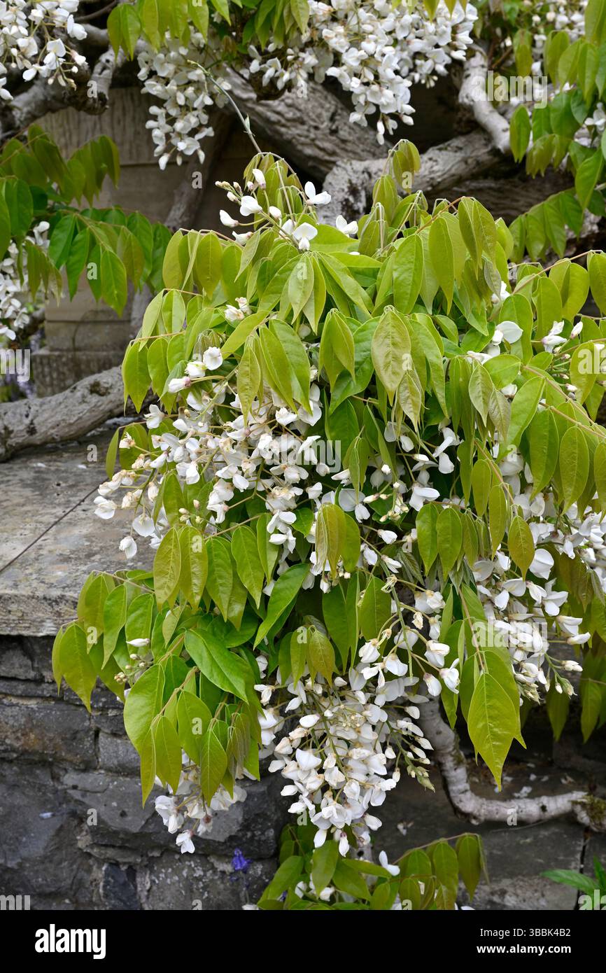 Fleurs de printemps blanches de Wisteria brachybotrys F. albiflora 'Shiro-kapitan' UK jardin mai Banque D'Images