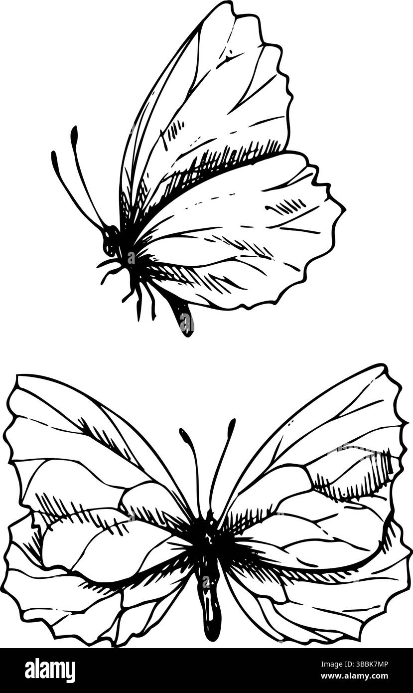 Les papillons sont délicats, vue de côté et de dessus. Graphique line art dessiné à la main encre noir et blanc illustration vecteur clip Ensemble d'éléments séparés Illustration de Vecteur