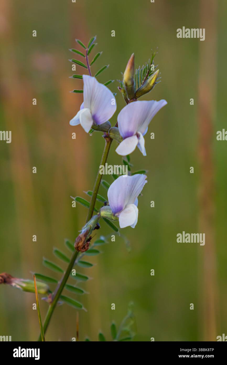 Fleur de la Vicia sativa ou vesce fleur ou vesce de jardin fleur rouge ou fleur de la tare ou simplement vesce. Banque D'Images