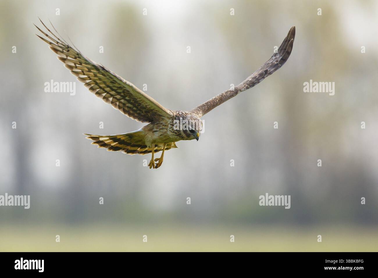 Poule Harrier (Circus cyaneus) femme volant, Hongrie, Europe Banque D'Images