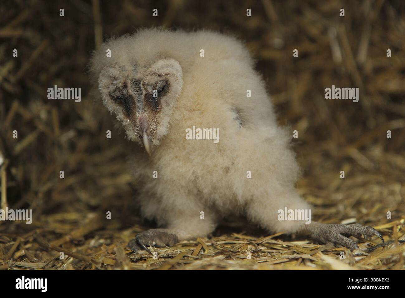 Chouette de l'Ouest (Tyto alba) juvénile, basse-Saxe, Allemagne, Europe Banque D'Images