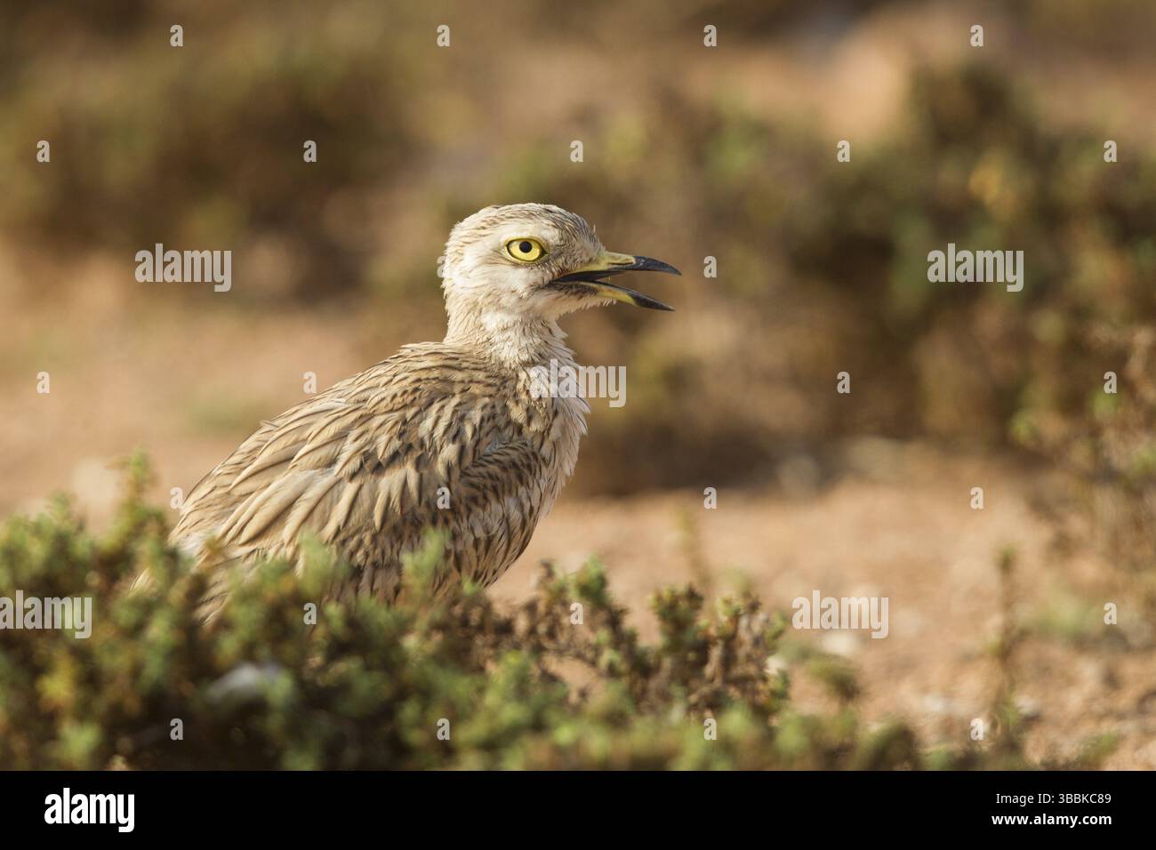 Pierre-Curlew eurasien (Burhinus oedicnemus) juvénile, Maroc, Afrique Banque D'Images