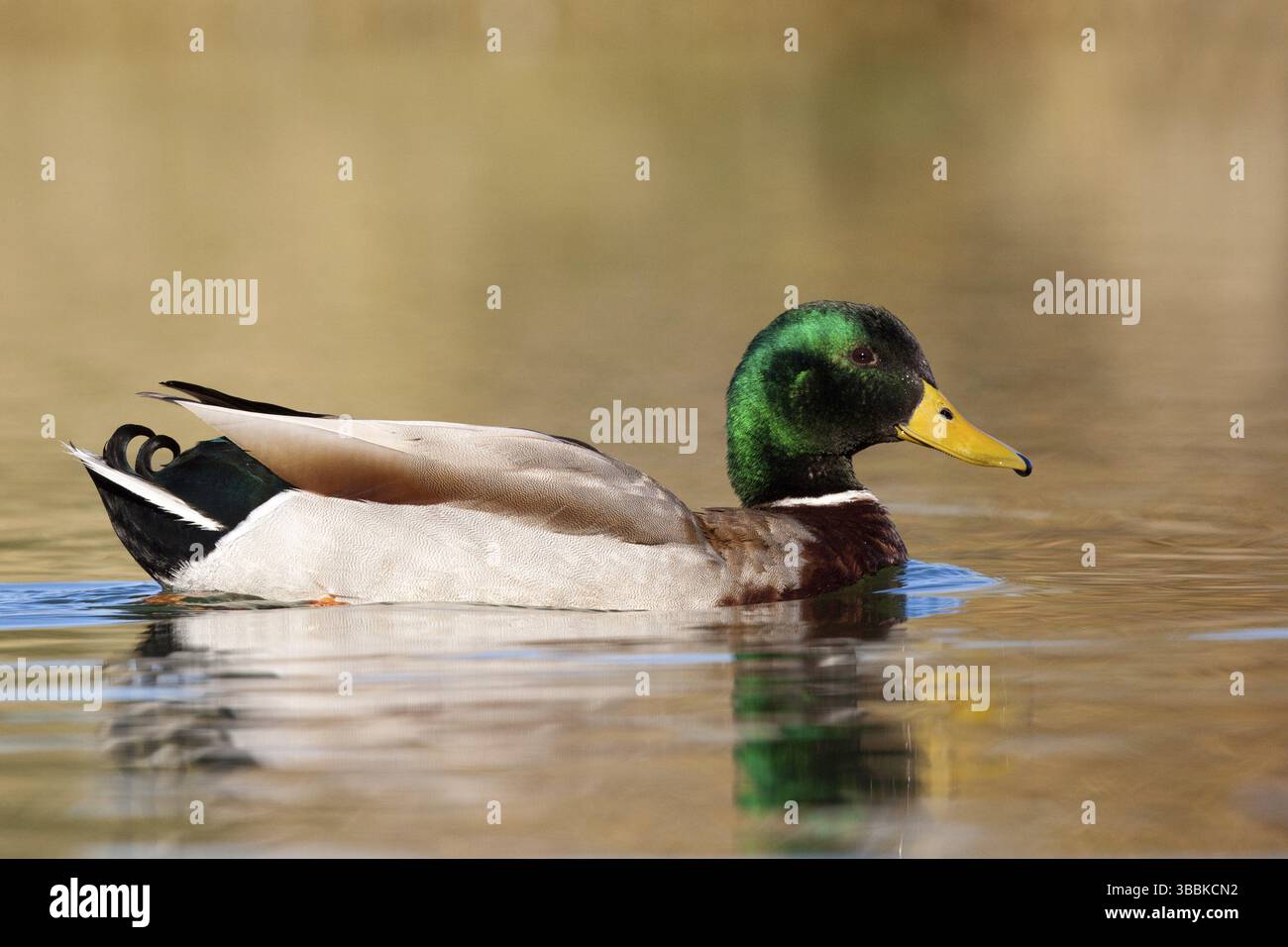 Canard colvert Anas platyrhynchos Gilbert, comté de Maricopa, Arizona, United States 9 mâles adultes Février Anatidae Banque D'Images