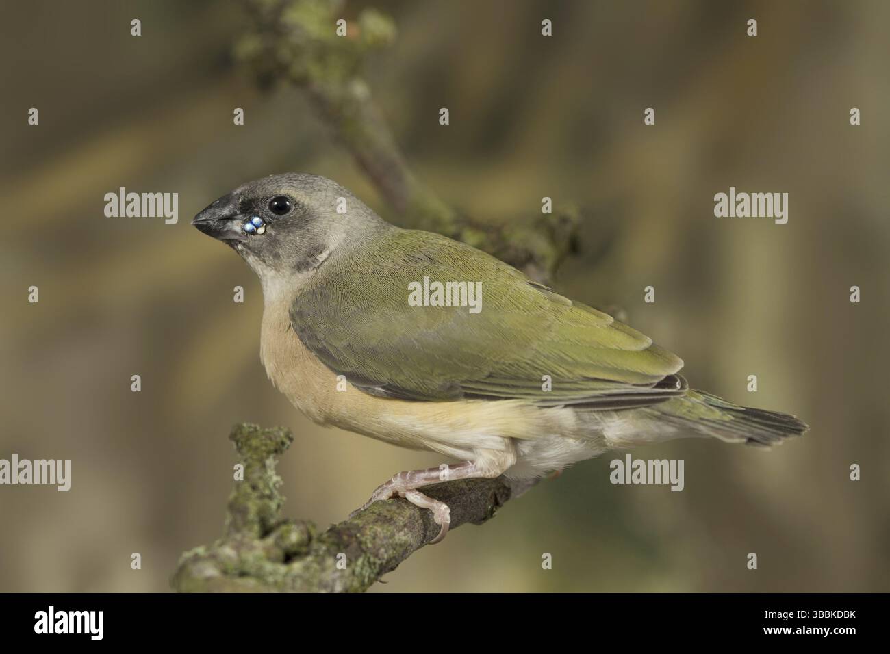 Finnois gouldien (Erythrura gouldiae) juvénile Banque D'Images