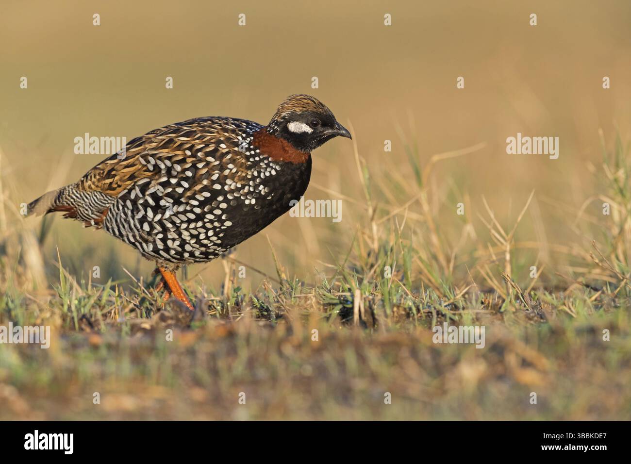 Halsbandfrankolin, Black Francolin, Black Partridge, Francolinus francolinus, Francolin noir, Francolin Ventrinegro Banque D'Images Halsbandfrankolin, Black Francolin, Black Partridge, Francolinus francolinus, Francolin noir, Francolin Ventrinegro Banque D'Images