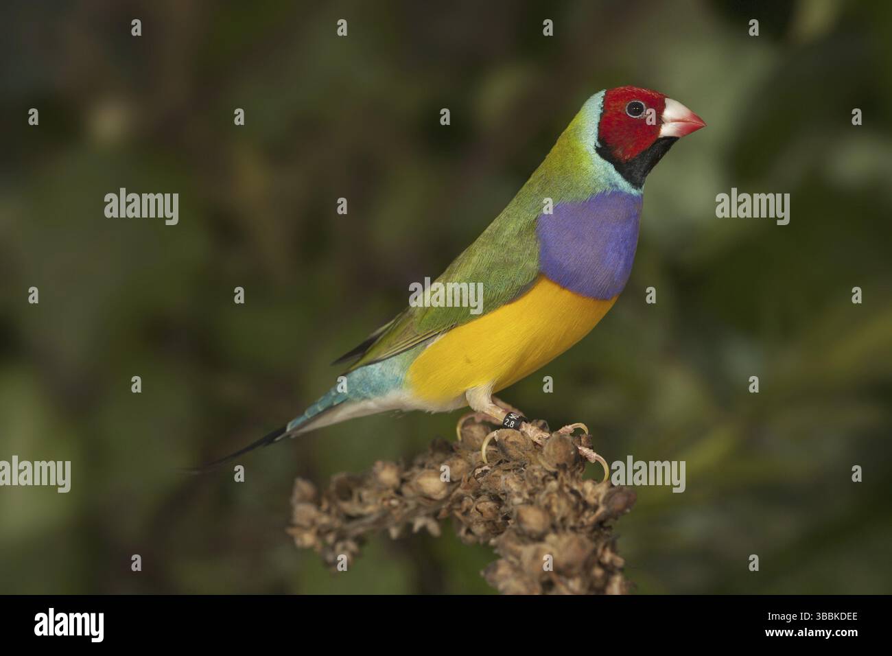 Gouldian Finch (Erythrura gouldiae) Banque D'Images