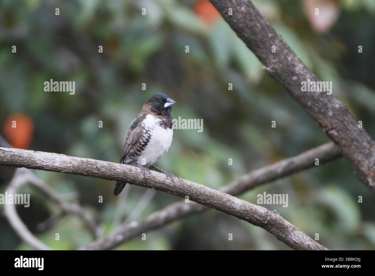 Mannikin en bronze, Spermestes cucullatus Banque D'Images