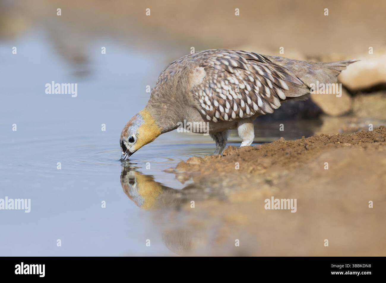Mâle couronné de Sandgrouse (Pterocles coronatus) buvant, Néguev, Israël, Asie Banque D'Images