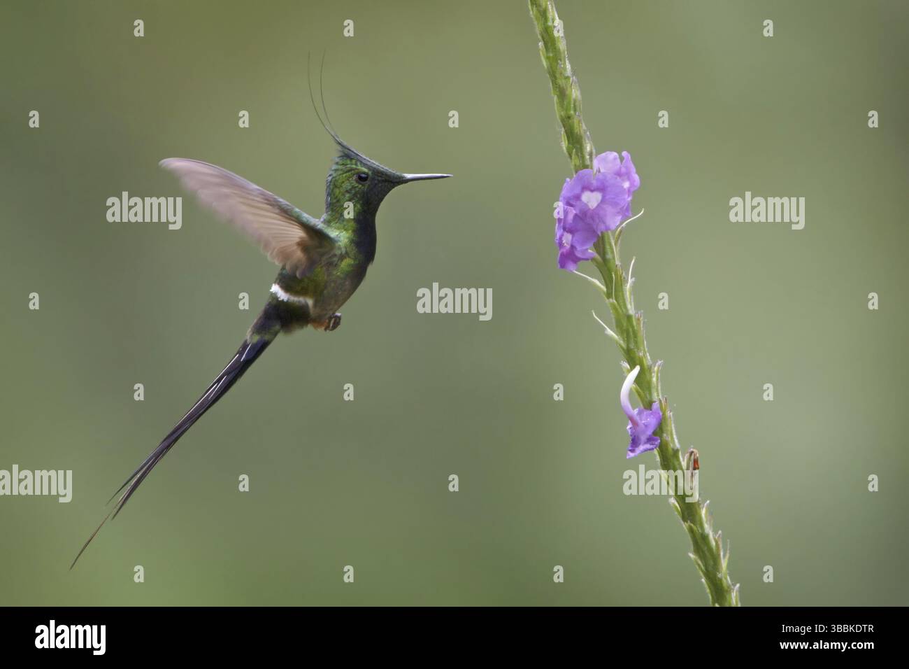 Torse à crête grillagée (Discosura popelairii), parc national de Manu, Pérou, Amérique du Sud Banque D'Images