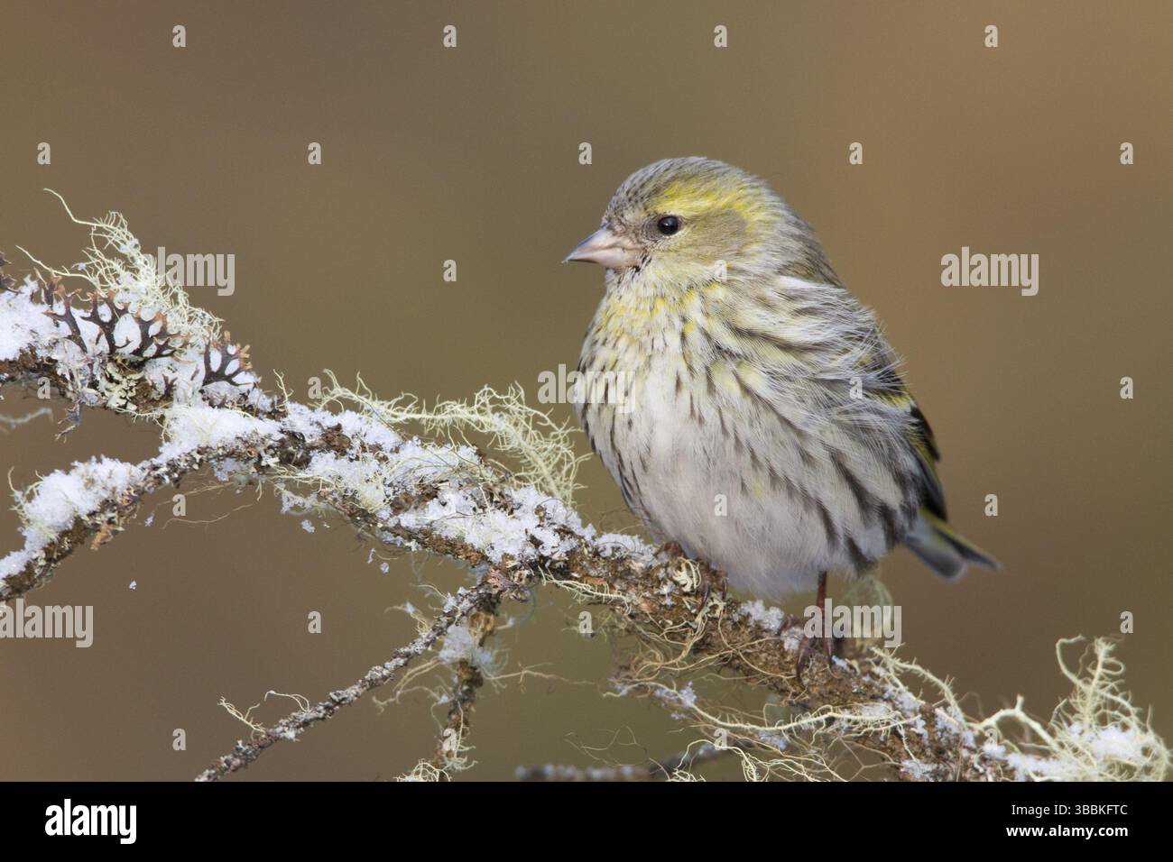 Eurasian Siskin (Spinus spinus) femelle, composé Gallen, Switzerland, Europe Banque D'Images
