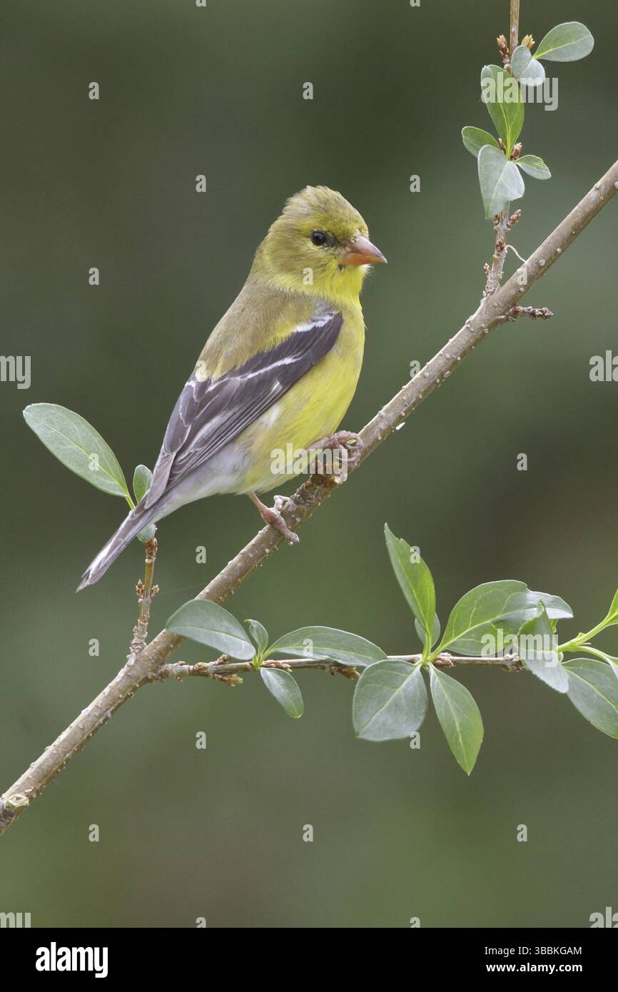 Femelle américaine (Spinus tristis), Ontario, Canada, Amérique du Nord Banque D'Images