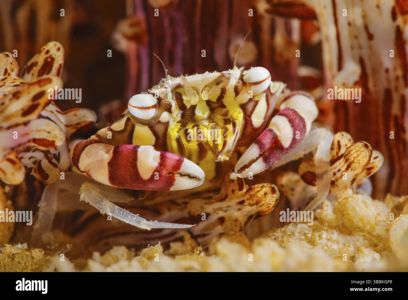 Zylinderrosen-Schwimmkrabbe, Lissocarcinus laevis crabe nageur, Lissocarcinus laevis Banque D'Images