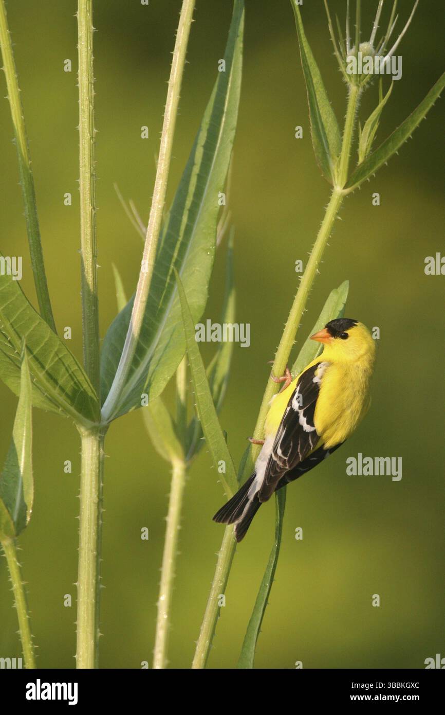American Goldfinch (Spinus tristis) mâle, Ohio, USA, Amérique du Nord Banque D'Images