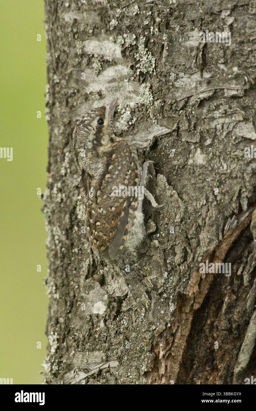Eurasian Wryneck (Jynx torquilla) Juvenile, Rhénanie-Palatinat, Allemagne, Europe Banque D'Images
